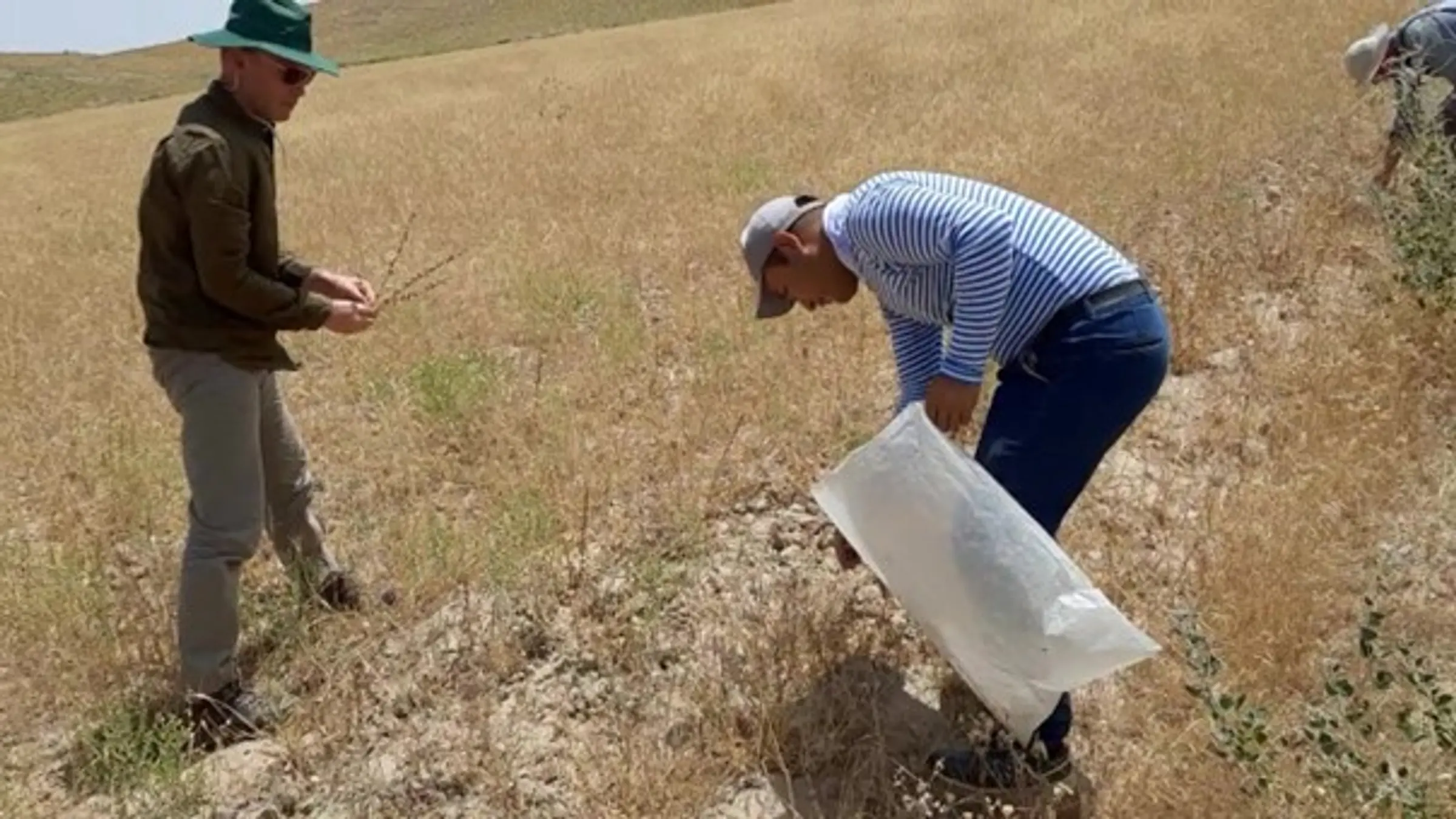 Wouter Groenink, Doston Turdiyev and Roel Hoekstra collecting in a field margin